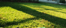 Load image into Gallery viewer, Kikuyu lawn

