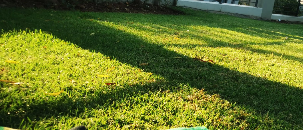 Kikuyu lawn