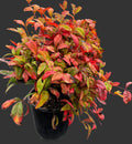 Nandina pygmaea (15 cm pot)