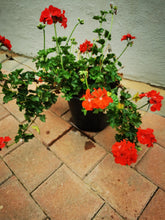 Load image into Gallery viewer, Pelargonium (15cm pot)
