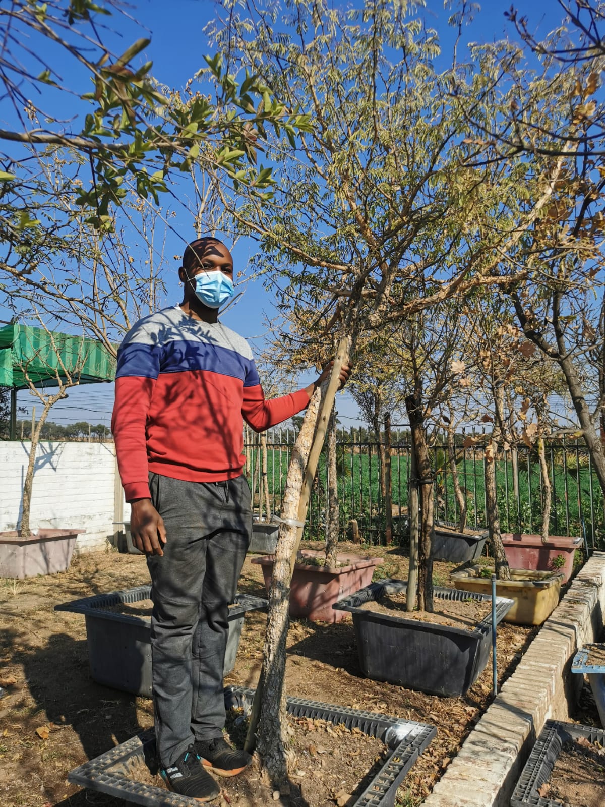 Monkey thorn tree in 100 litre pot