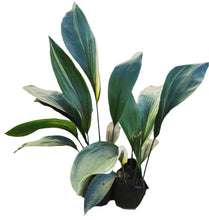 Load image into Gallery viewer, Aspidistra (Cast Iron Plant) in 3 Litres bag.
