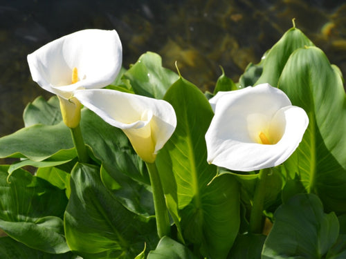 Arum Lily in blossom