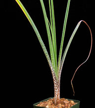 Load image into Gallery viewer, Aloe Cooperi  (4 litre pot)
