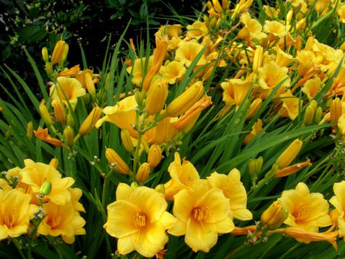 Day lily
