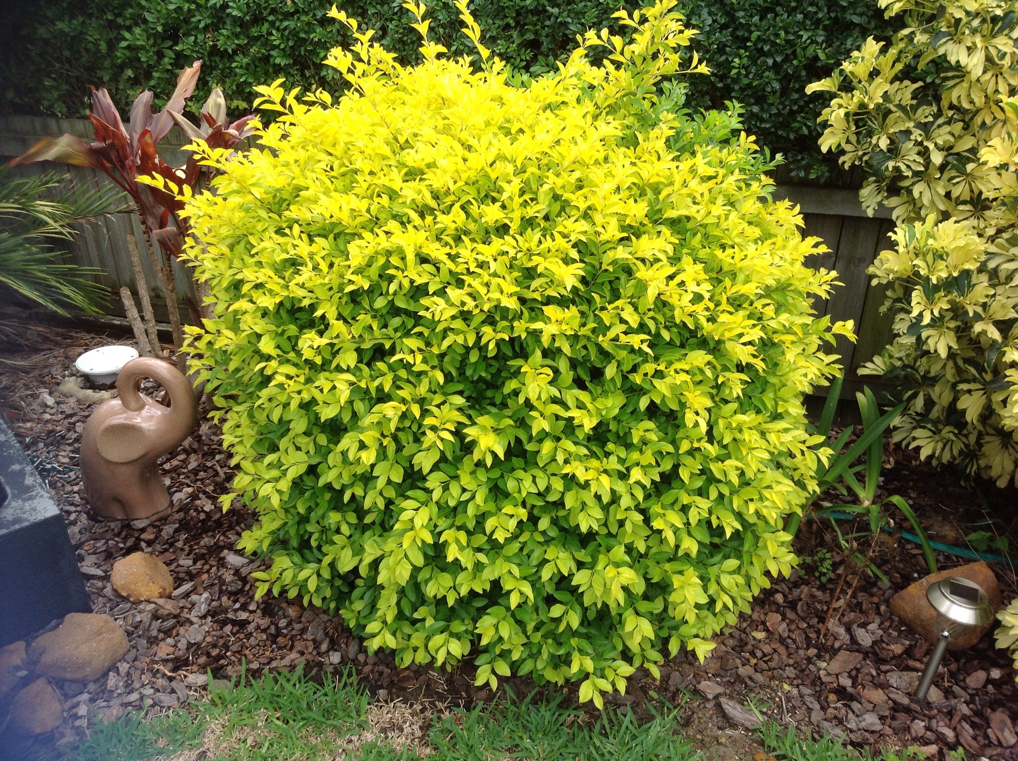 Duranta ‘Sheena’s Gold’ | Guvies
