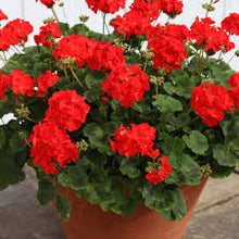 Load image into Gallery viewer, Pelargonium (15cm pot)
