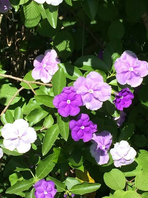guvie's brunfelsia yesterday today tomorrow