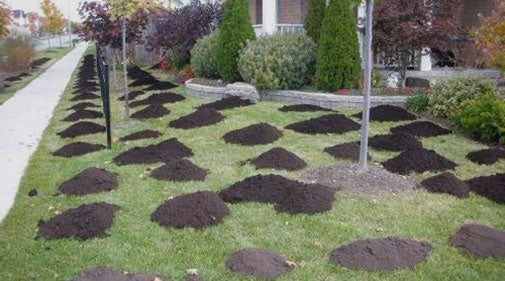 Lawn Dressing (1 cubic metre)
